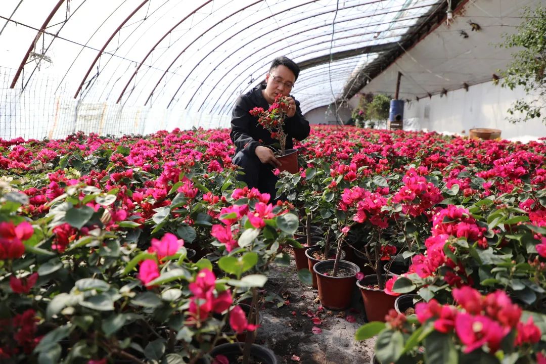 乡村振兴十二师,农旅一体化乡村振兴