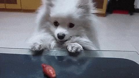 狗界五虎上将,盘点狗界6大“粘人精”