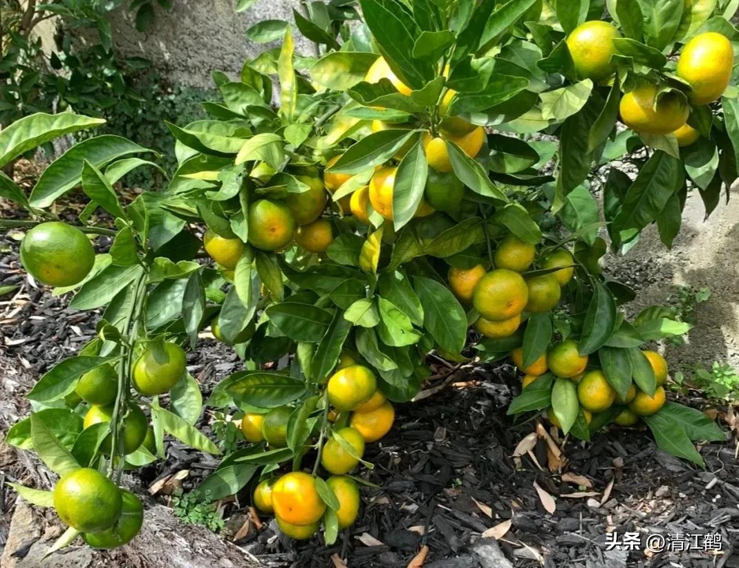 如何防柑橘成熟期低温落果,柑橘返青后怎样脱青