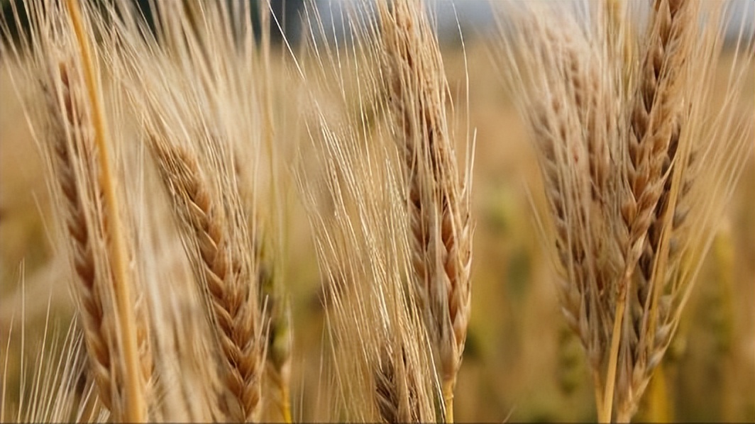 大麦的栽培与管理,大麦栽培技术有哪些