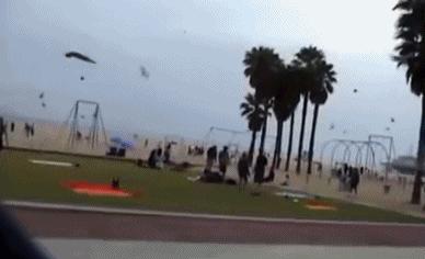 喂过一次大连海鸥，人类就要为自己的弱小羞愧