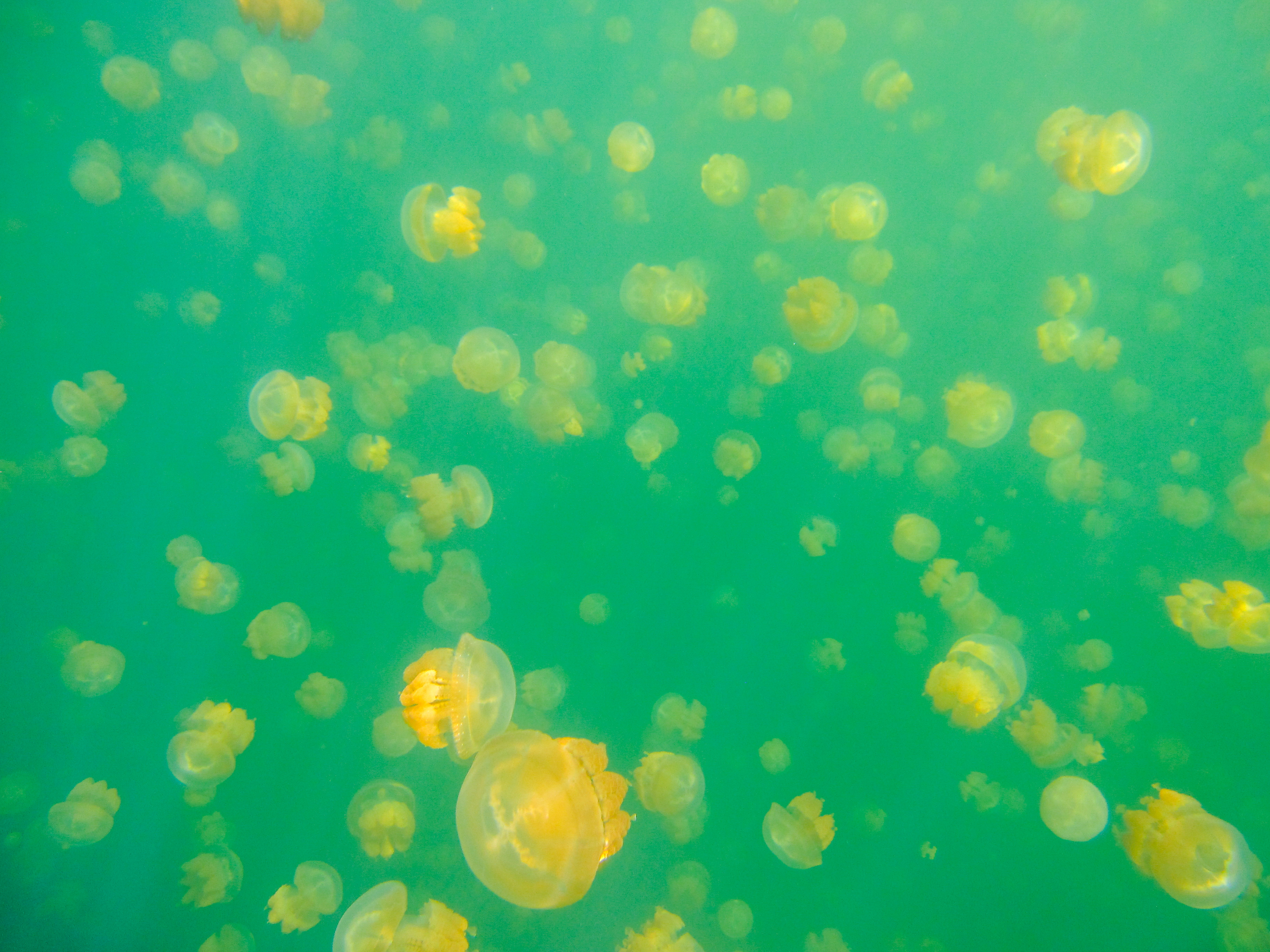 上帝的水族箱,上帝的鱼缸马尔代夫