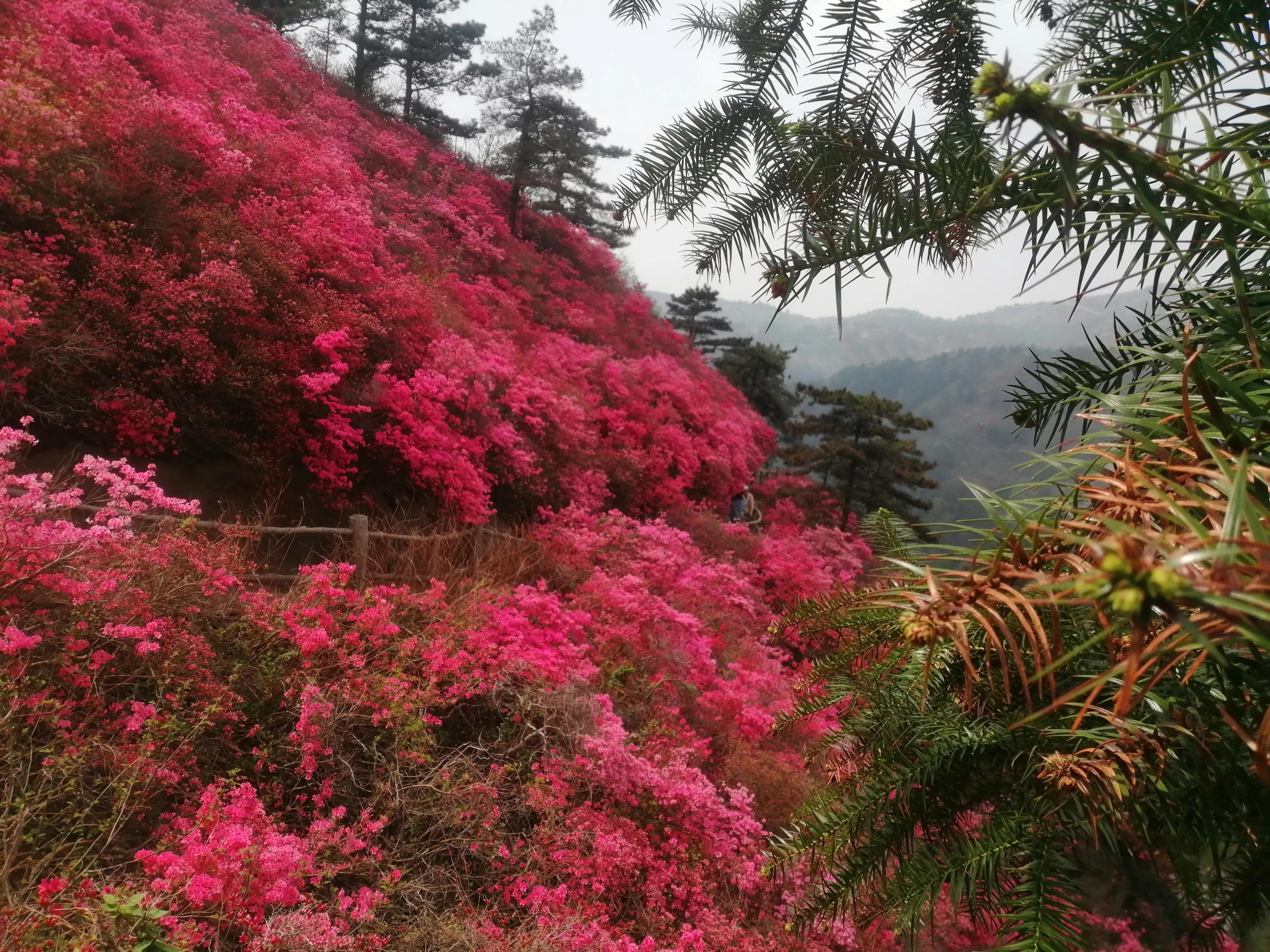 最美映山红完整版,最美映山红图片