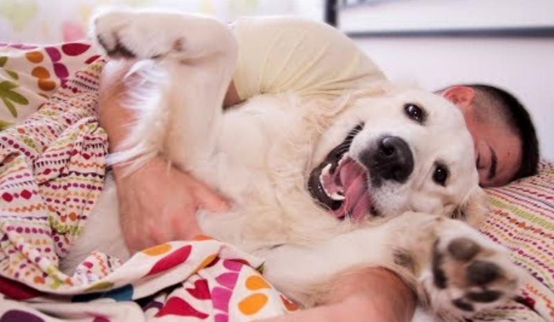 怎么培养猫咪粘人,怎样培养一只很温顺的小狗狗