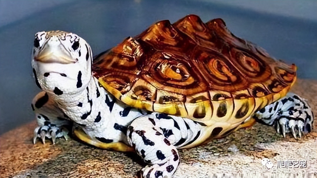 养一只水龟互动之王——钻纹龟,饲养体验非常棒