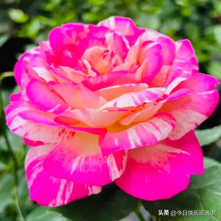 美醉了的月季花图片,各种颜色的月季花图片