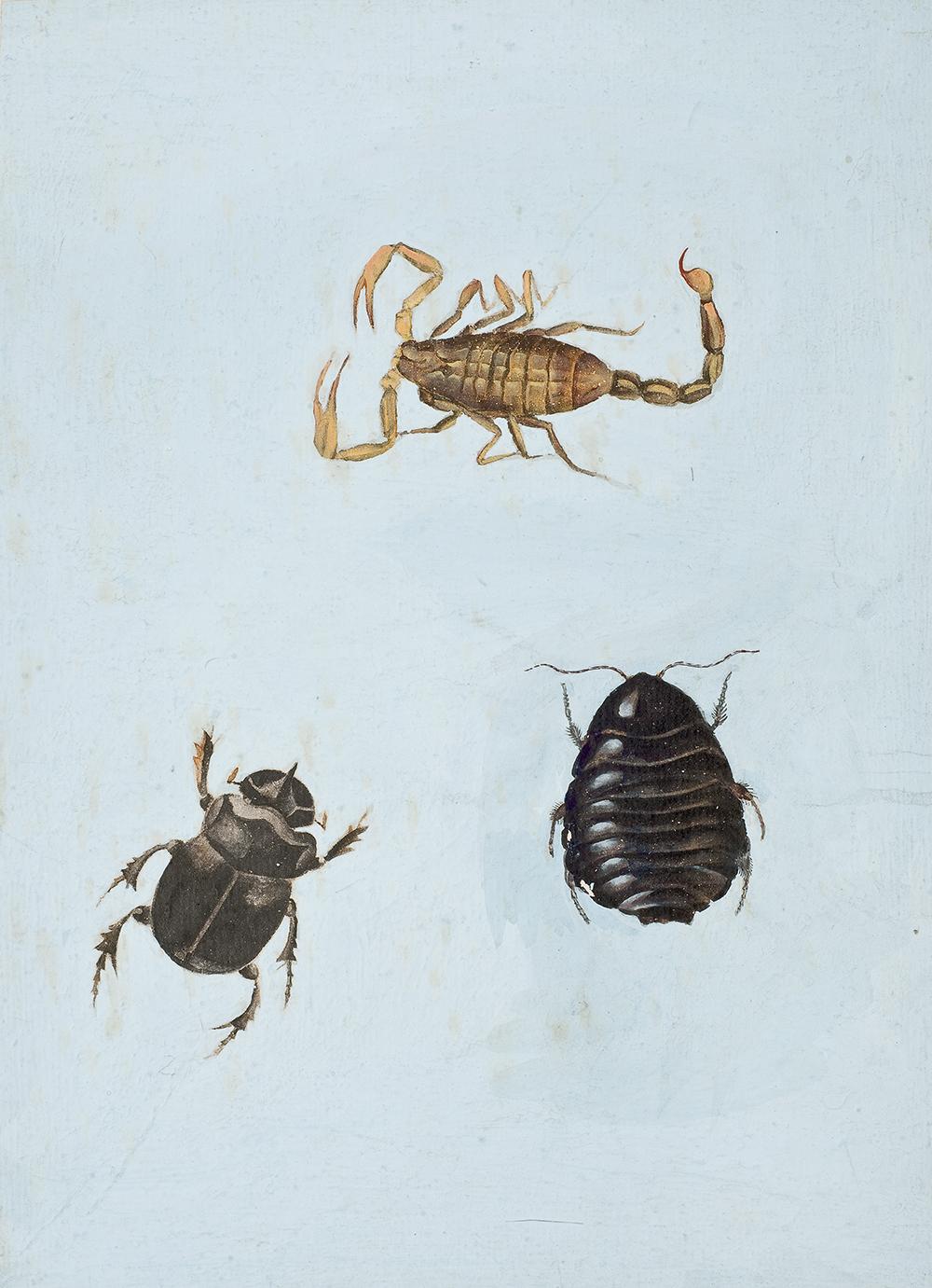 太原市迎泽区：区科技局联合区委宣传部、区科协和迎泽街道共同举办中草药图谱线上展览（动物篇）