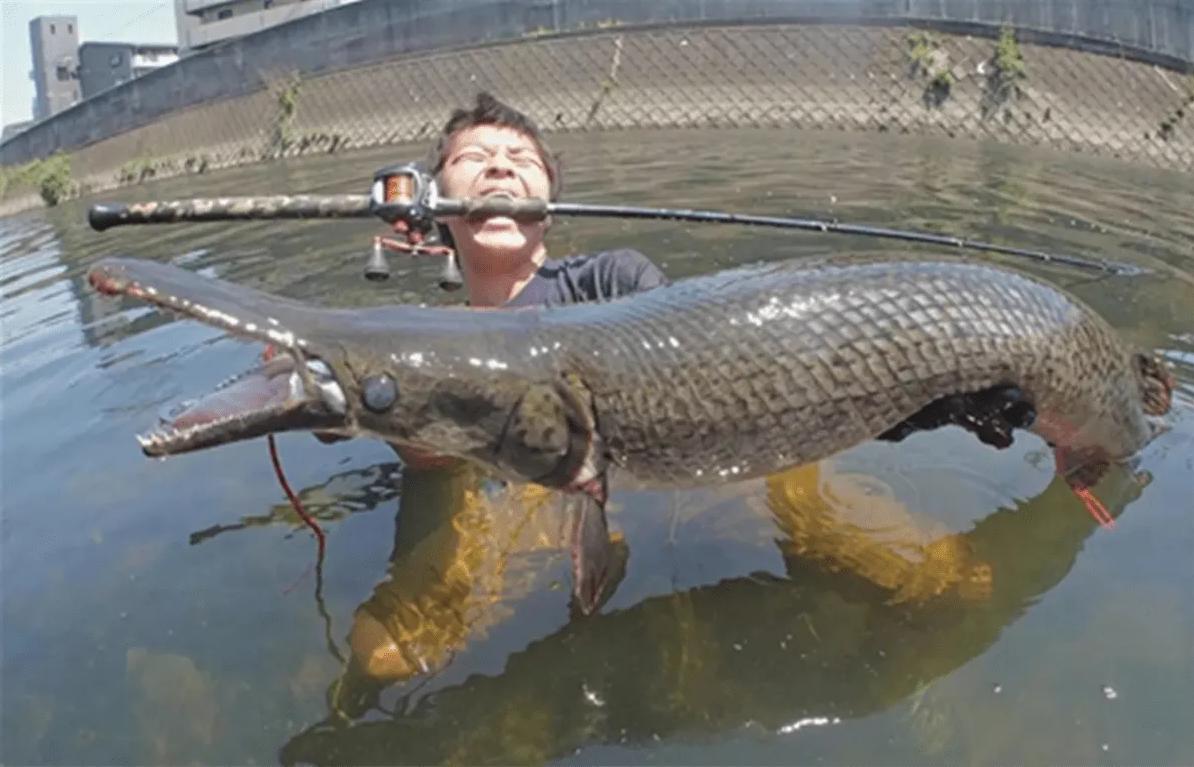 太阳鱼国内哪里入侵,太阳鱼泛滥成灾