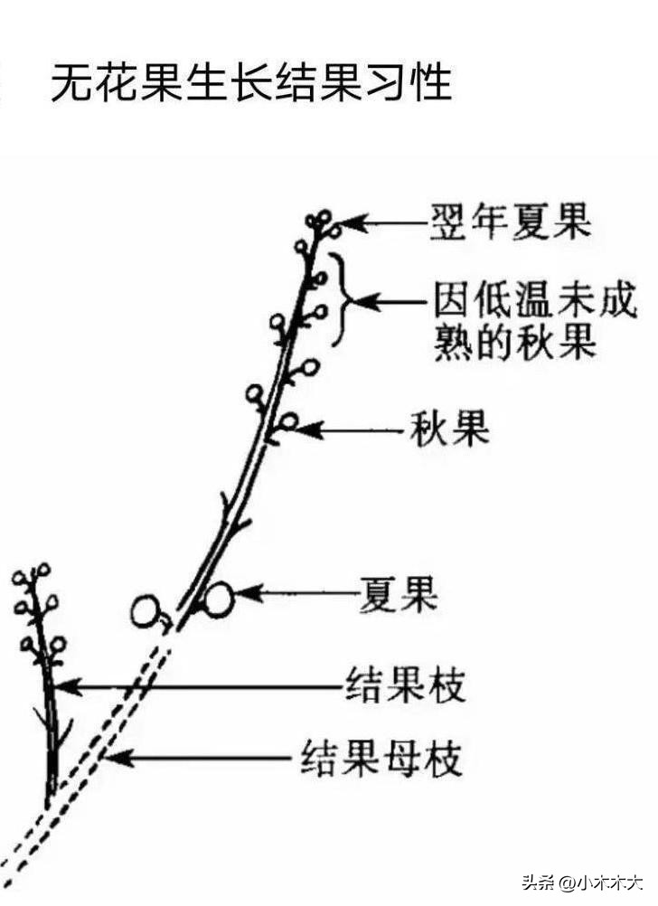 走进果实的世界我发现了什么,走进无花果的世界