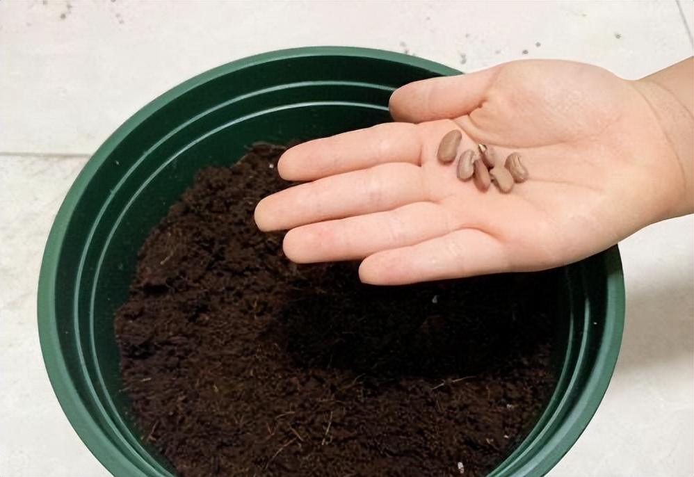 阳台夏天种这六种菜,阳台种花种菜需要几个小时的光照