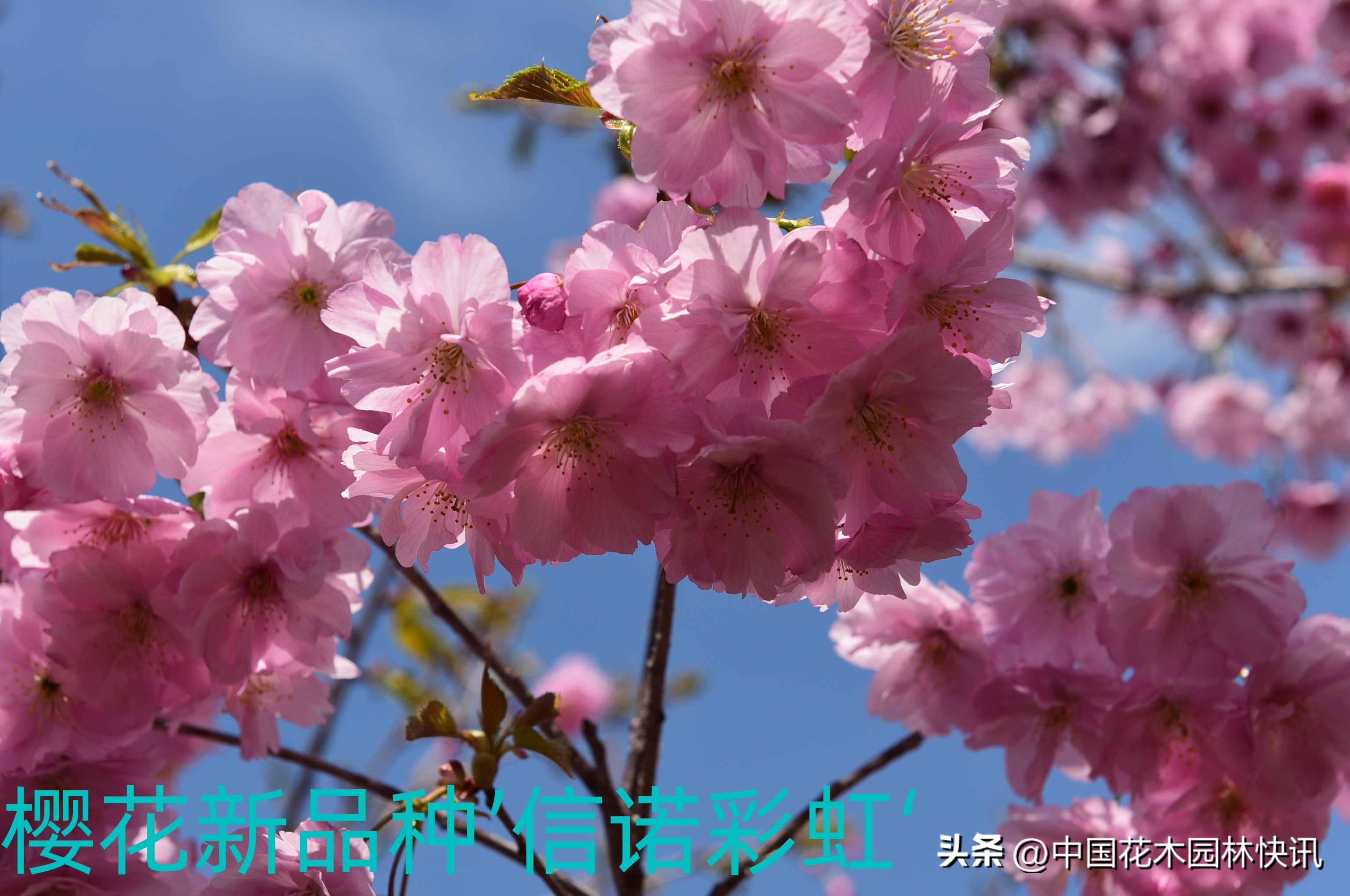 青岛樱桃谷樱花,青岛大崂樱花谷单樱