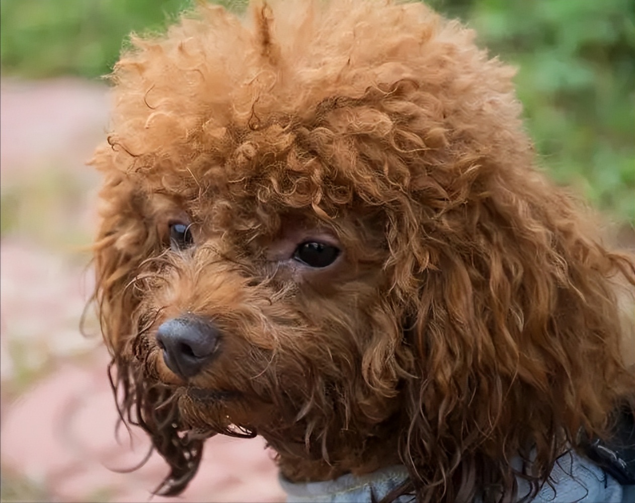 1岁泰迪的饲养方法是什么,一岁泰迪狗怎么养新手必看科普