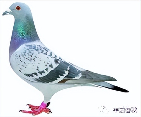 「散文」李芳｜鸽子——和平的象征