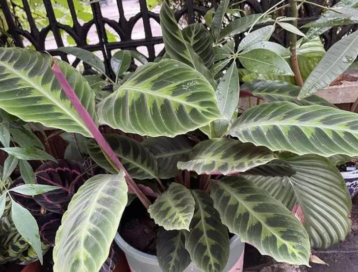 观赏植物黄叶为啥,竹芋绿植叶子焦边怎么办