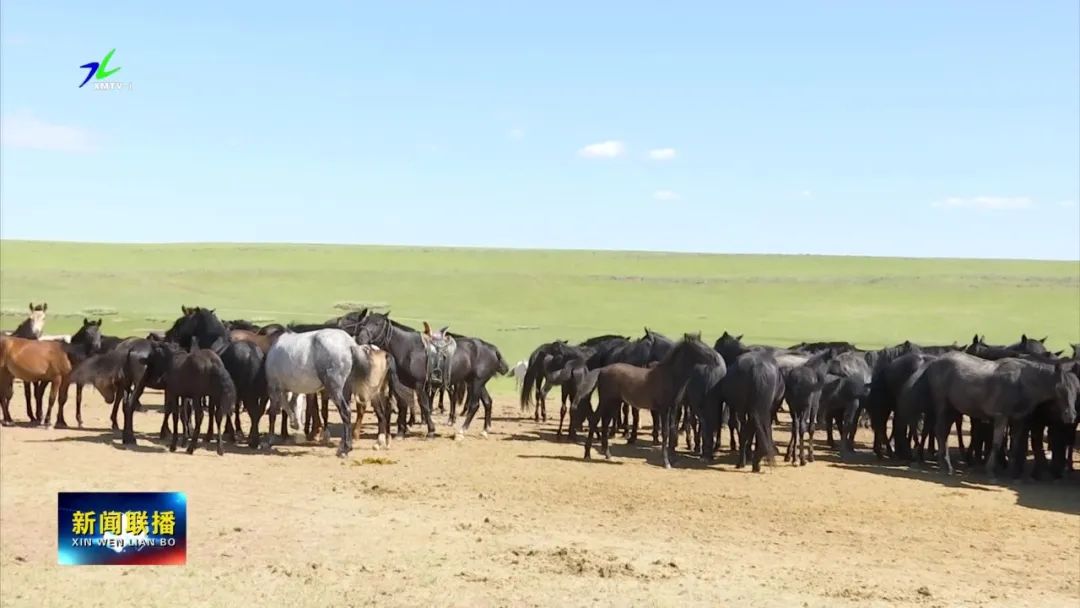 现代马产业总结,现代马产业发展催生中国庄园生活
