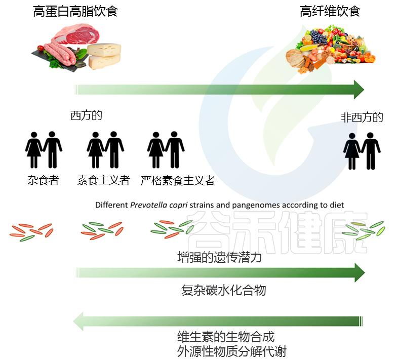 普雷沃氏菌是厌氧菌吗,肠道菌种有哪些
