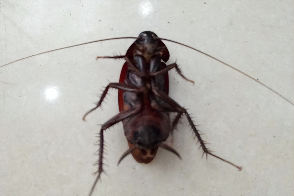 办公室蟑螂怎么正确消灭最彻底,家里最近有蟑螂怎么能彻底消灭