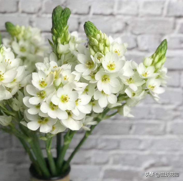 圣心百合盆栽带花苞黄色,圣心百合盆栽切花