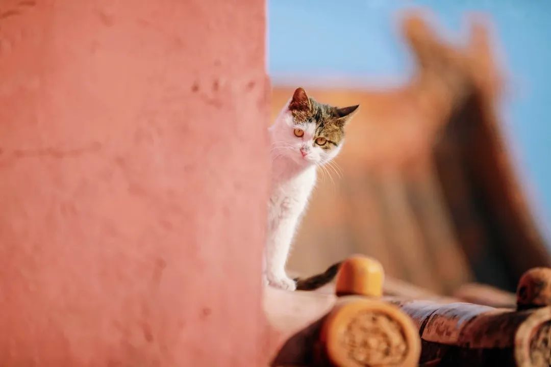 古代猫咪的名字都叫什么,猫咪在古代的名字有哪些