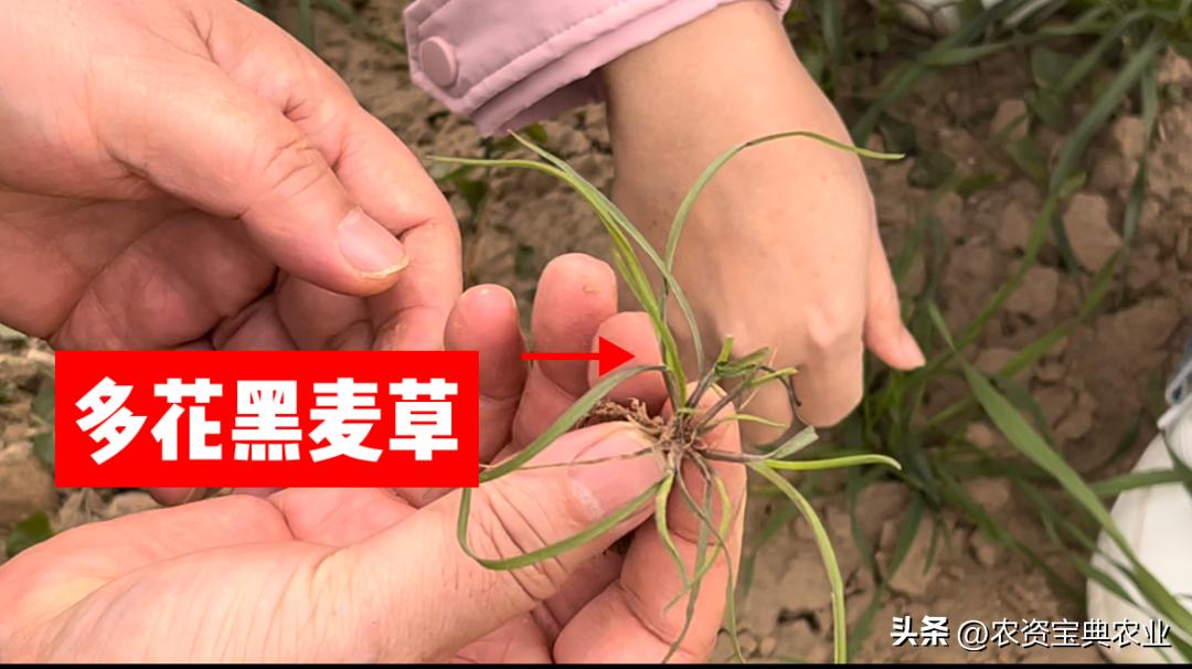 多花黑麦草的危害,难防又难治的多花黑麦草