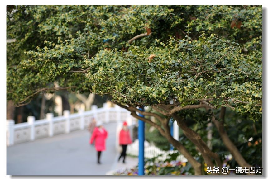 上海长风海洋公园和自然博物馆,上海长风公园占地面积