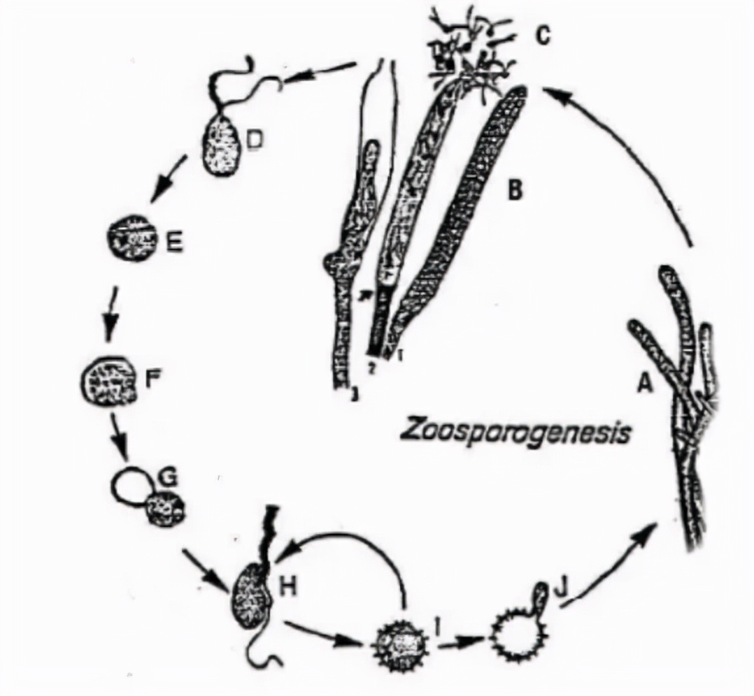 水产养殖霉菌怎么处理,水产养殖杀水霉方法