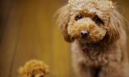 松狮的驯养方法,饲养松狮应该注意哪几点