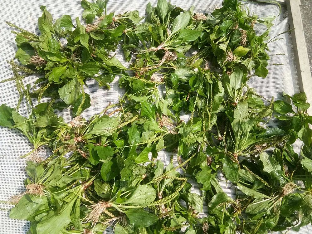 车前草的特产,车前草哪里有