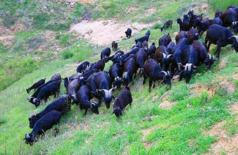 硕士回村做养殖一年净赚10万元,养山羊一年赚40万