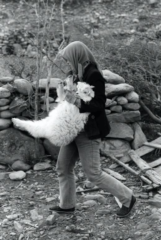 宁夏手把羊肉的正宗做法,宁夏红焖羊肉视频完整版