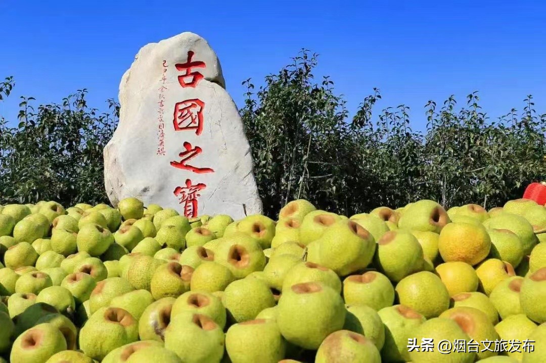 莱阳梨脆甜多汁,多汁莱阳梨礼盒