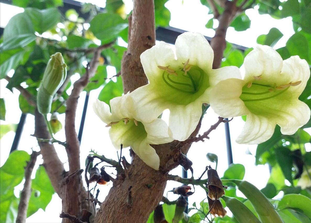 聚财的6种花,招财聚财的花卉