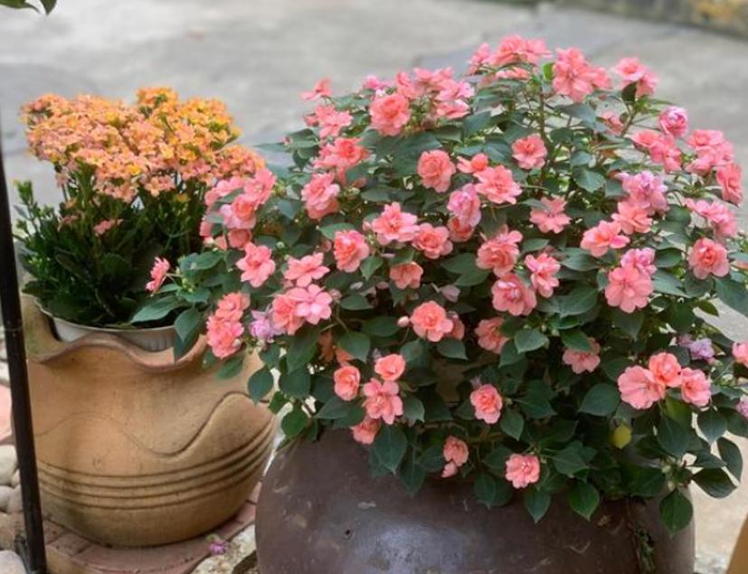 种什么花根好看又好养又活,最好养的三种花根