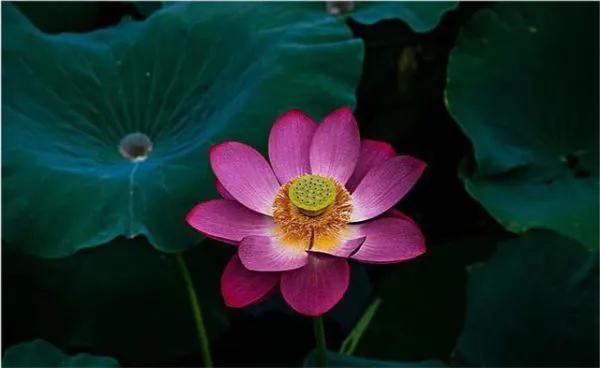 濯清涟而不妖的清的意思,濯清涟而不妖的濯字是什么意思