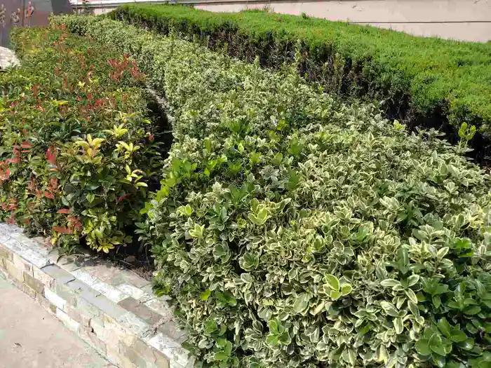 红叶石楠树篱怎么养护,红叶石楠树篱