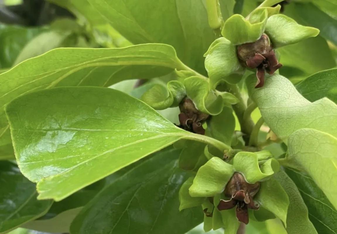 柿子生长期如何防落果,柿子九月份的病虫害管理