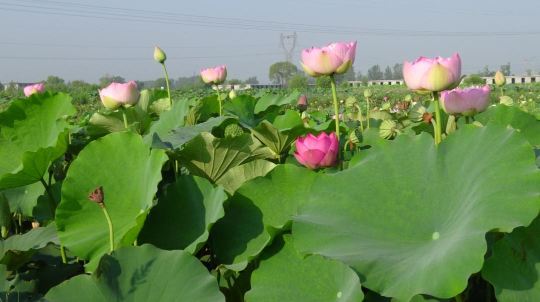 荷你有约环创,荷你有约完整视频