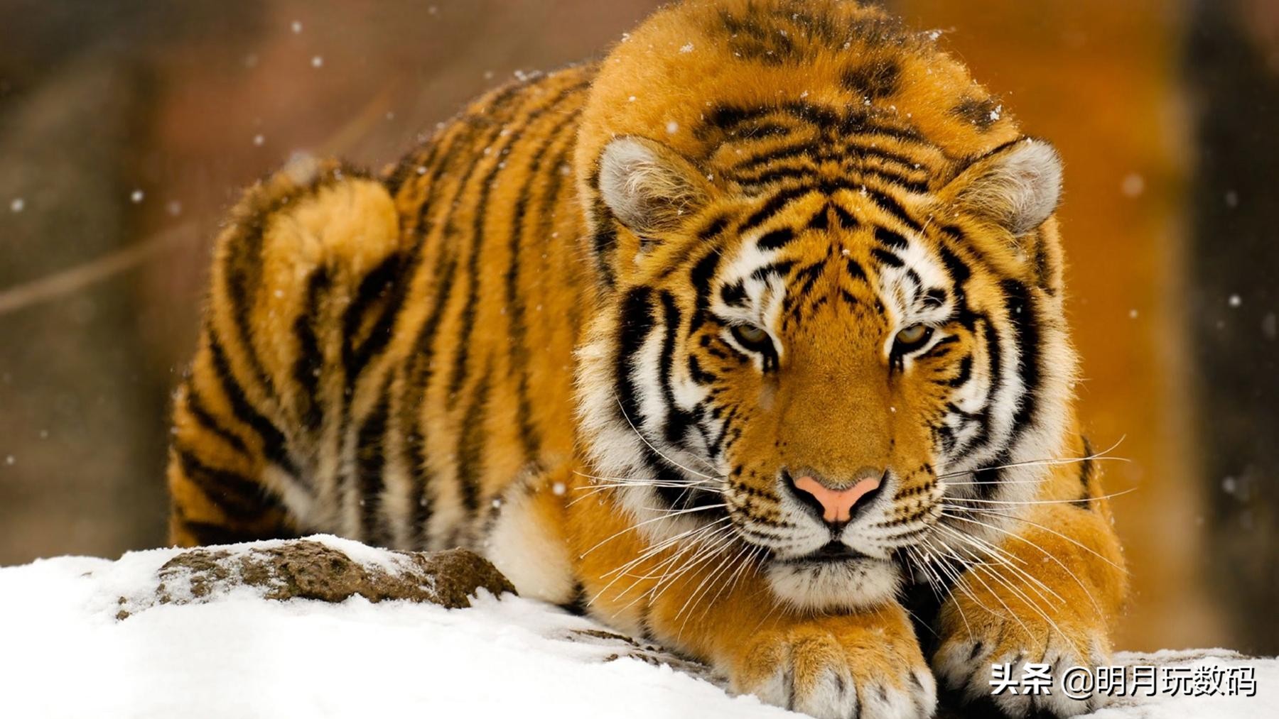 泰捷weboxt1投影仪和t1s怎么选,泰捷投影t1s缺点