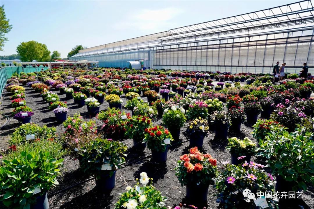 鑺卞崏鍝佺灞曠ず,鏂颁紭鑺卞崏鍝佺灞曠ず