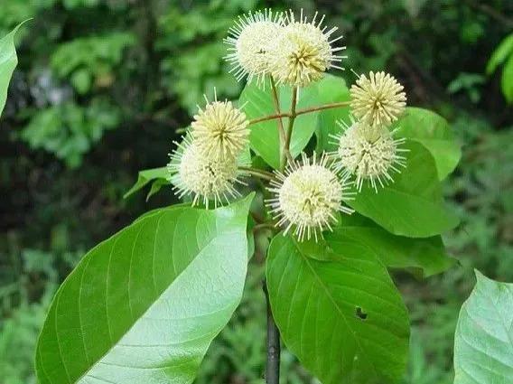 春天十种最美的花名字,花名带冬的有什么花