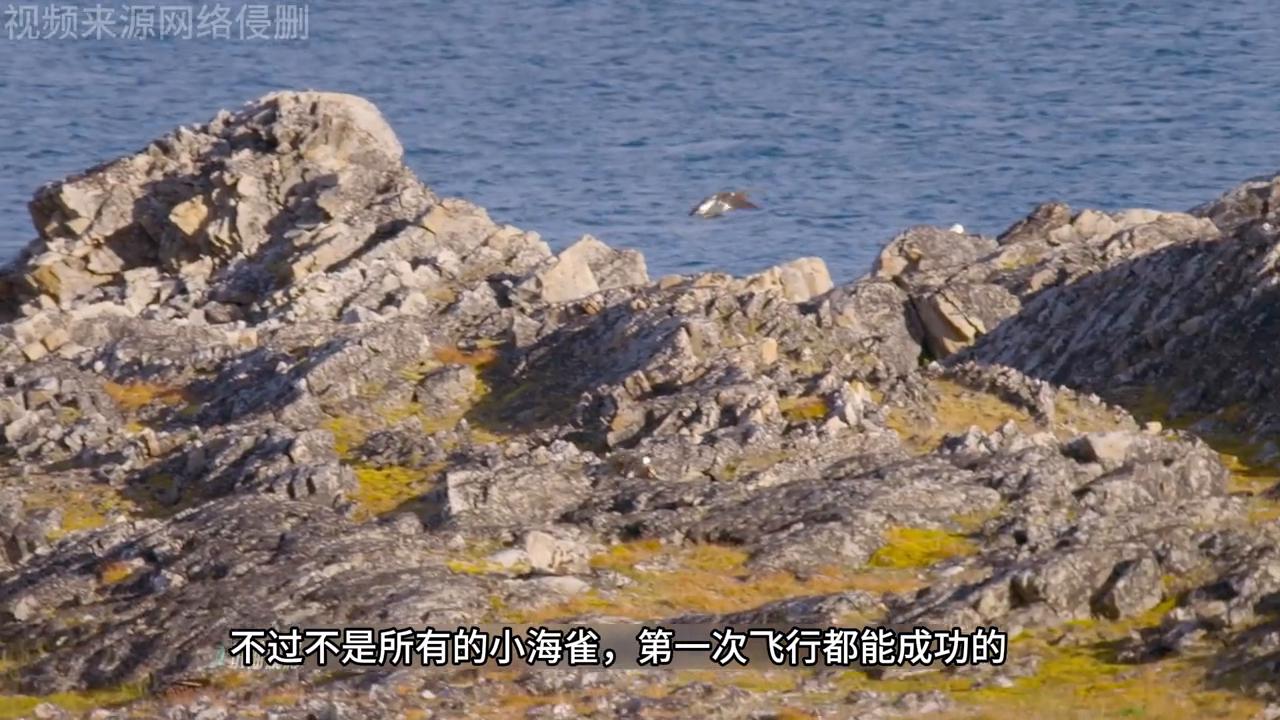 北极狐大自然,北极狐各个季节的照片