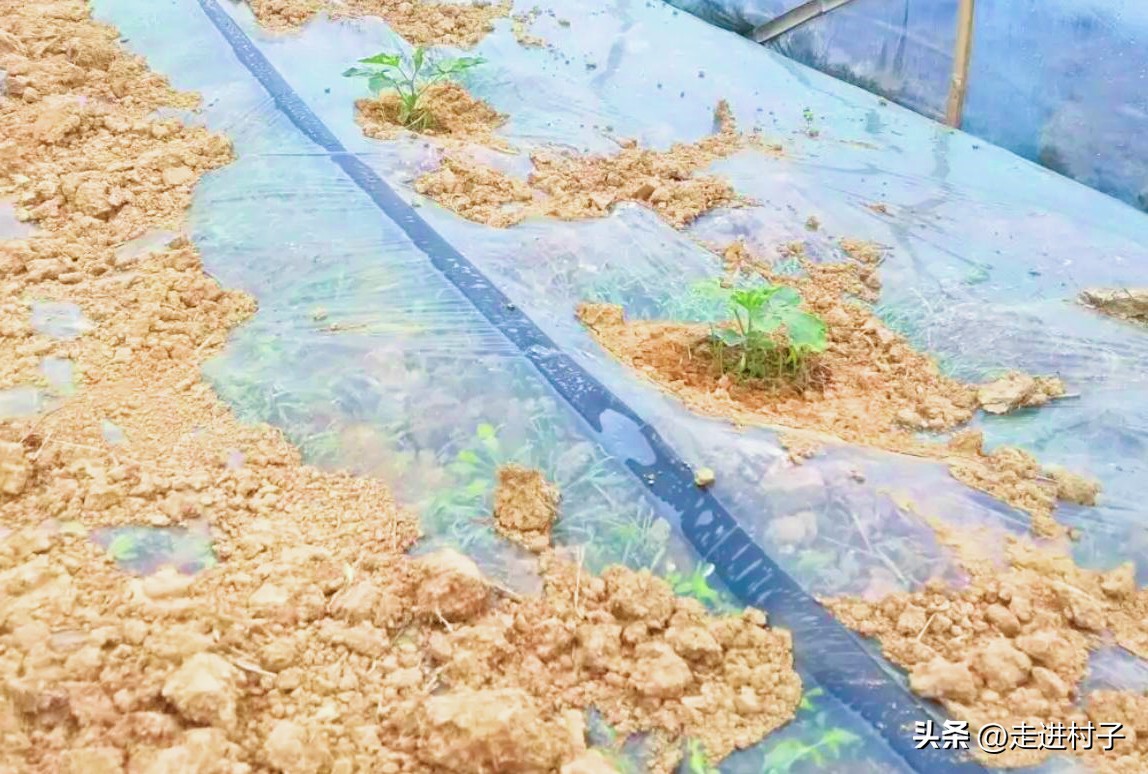 如何种植西瓜让西瓜长得很快,西瓜种植的方法和技术一窝种几棵