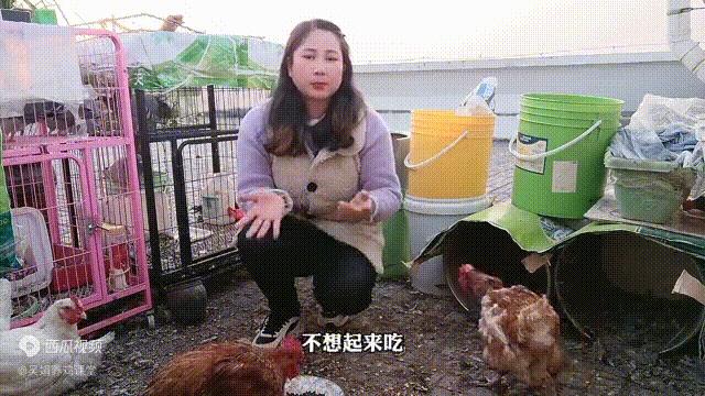 持续下雨散养鸡不进食生病怎么办,养鸡不消化吃什么药