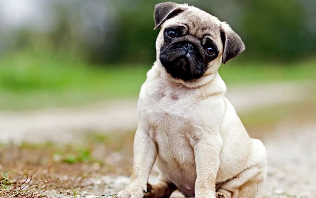 十大最萌宠物狗排行,最萌的宠物狗是什么品种