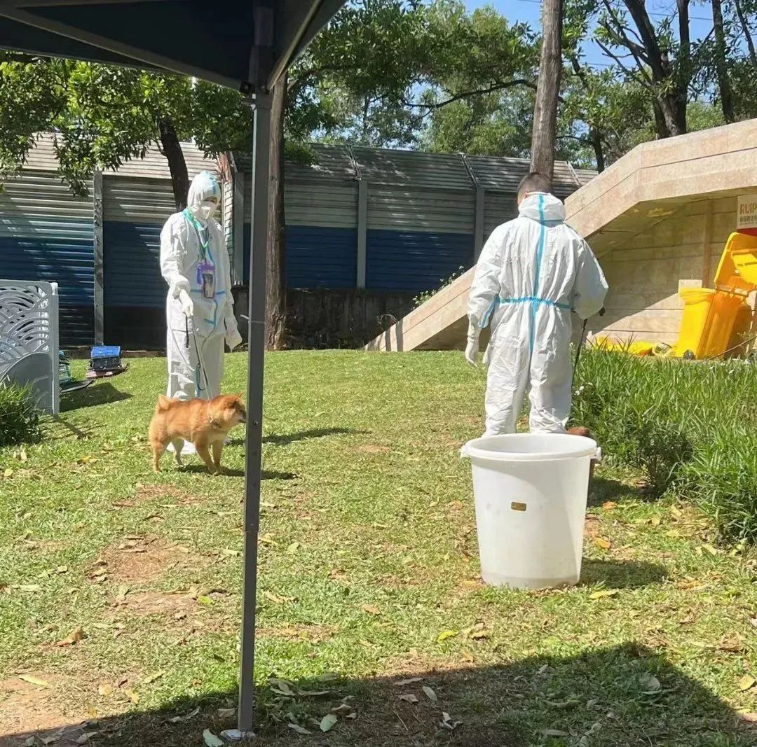 全国首个宠物方舱媒体评论,全国首个宠物方舱建成