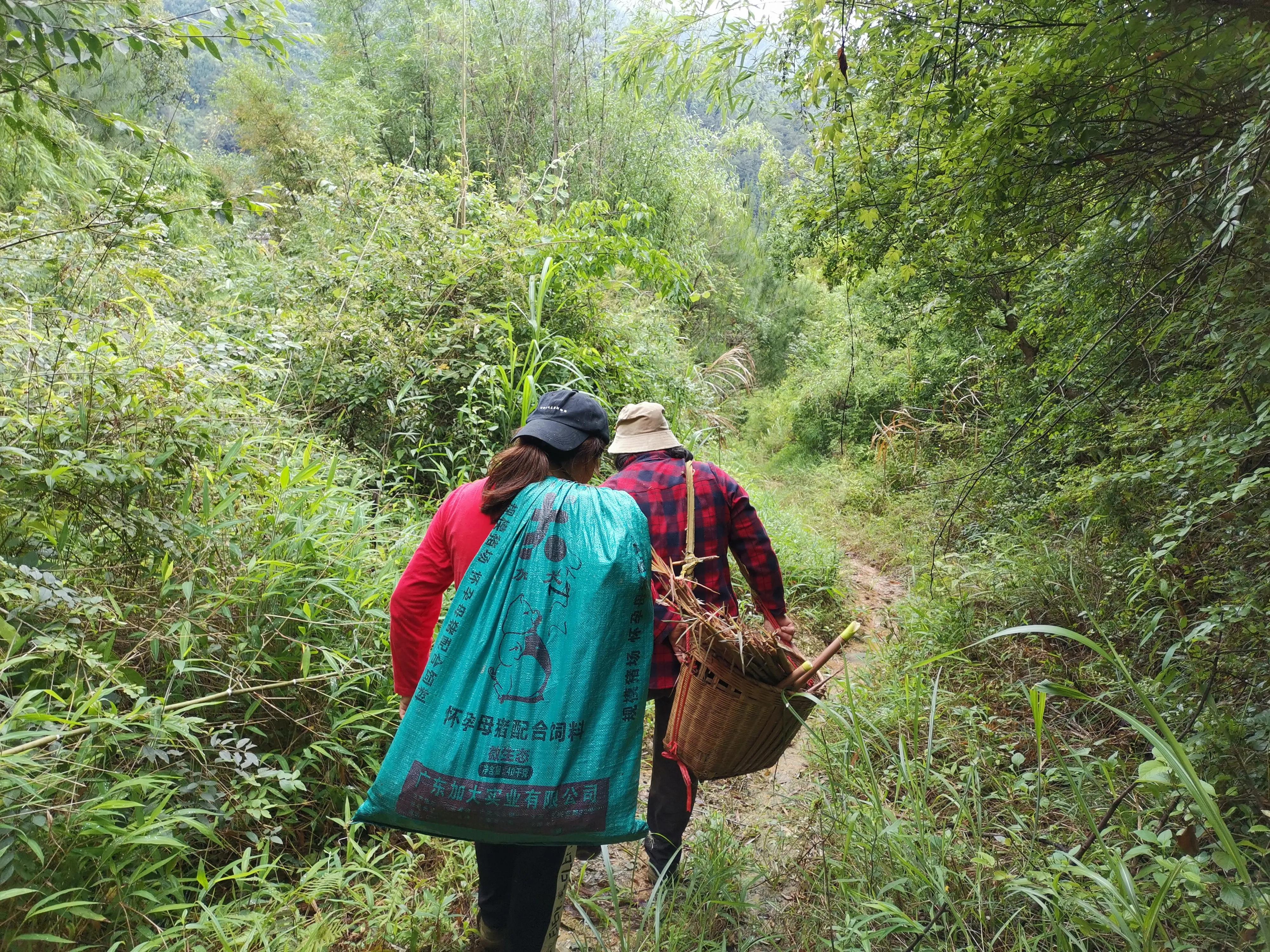 野生竹笋干是怎样做成的,野生竹笋能做干笋吗