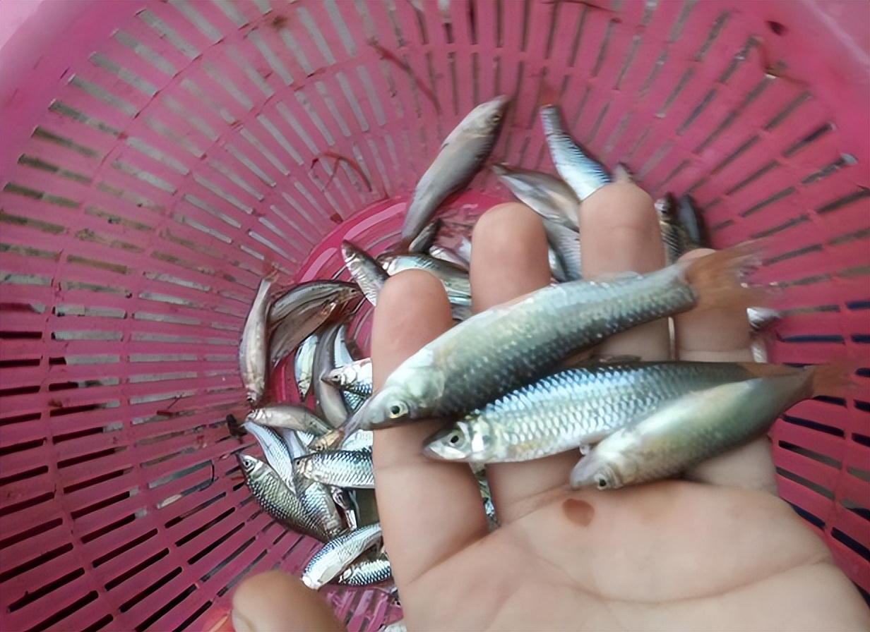 麦穗鱼养殖方法与养殖技巧,麦穗鱼如何规模化繁殖