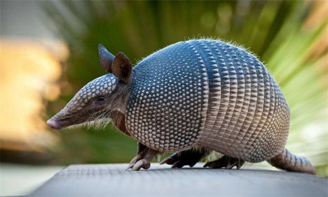 世界上撞击力最猛的生物,世界上杀伤力最强的五种生物