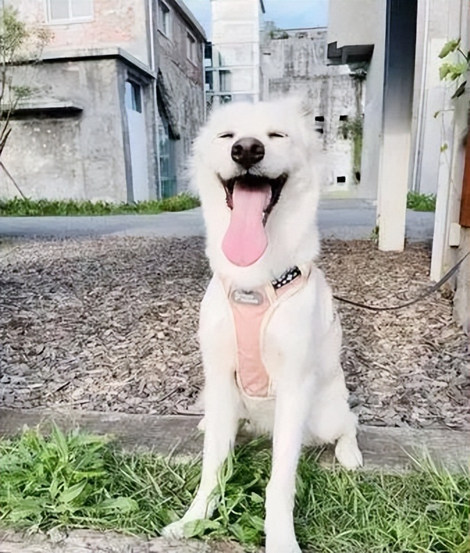 萌汪躺爸妈怀中被冷落，委屈“盖手机”刷存在感：理偶一下嘛