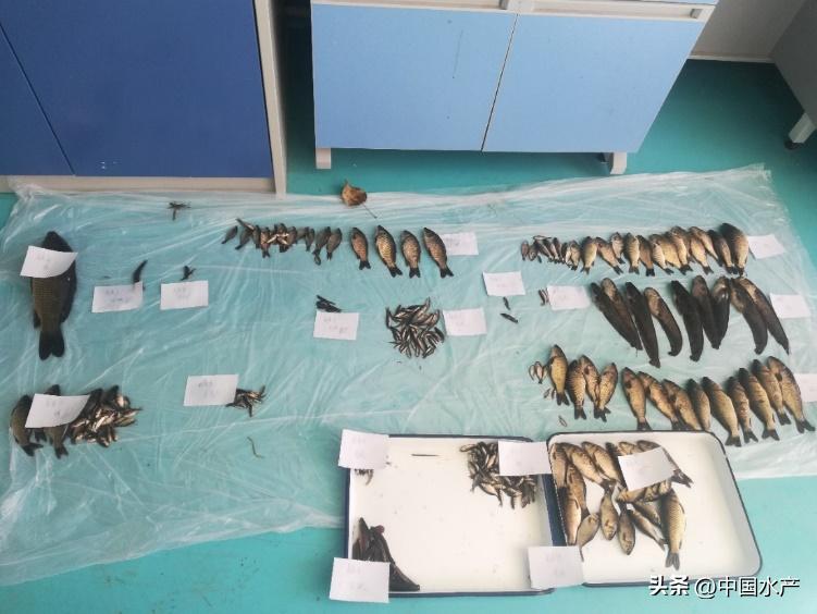 水生外来物种入侵防控工作方案,水生动物防疫